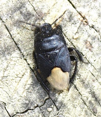 Réf. 217 704 : Cydnus aterrimus